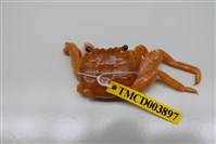 藏品(白紋方蟹)的圖片